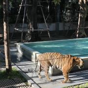 普吉島普吉島老虎王國游玩-普吉島老虎王國門票多少錢/價(jià)格表-團(tuán)購票價(jià)預(yù)定優(yōu)惠-景點(diǎn)地址在哪里/圖片介紹/參觀預(yù)約/旅游游覽順序及注意事項(xiàng)/營業(yè)時(shí)間-】