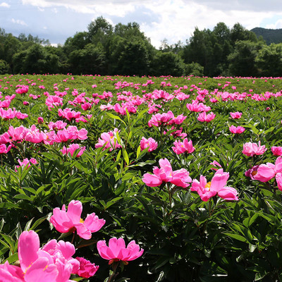 野外露營體驗感不錯的省錢又好玩_黑龍江九峰山養心谷游覽景區管理